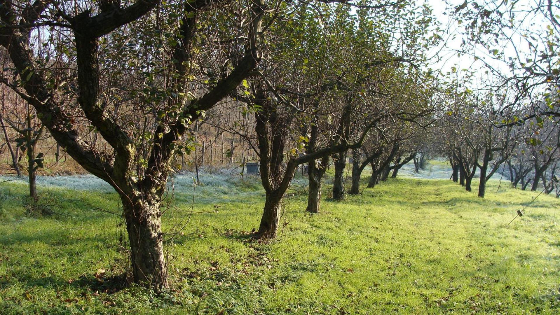 Agriturismo Cascina Degli Ulivi نوفي ليغوري المظهر الخارجي الصورة